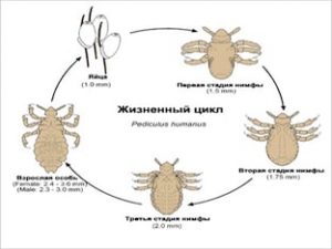 Как избавиться от вшей