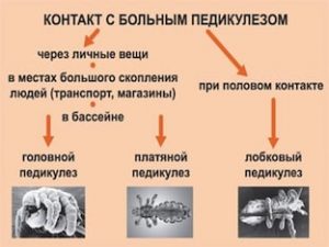 Вши: распознать и уничтожить!