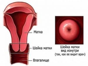 Шейка матки во время беременности