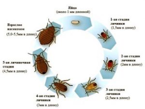 Как избавиться от клопов