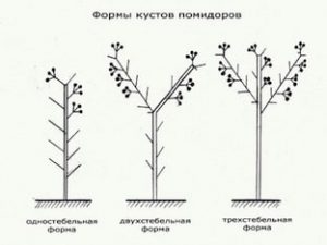 Как пасынковать помидоры