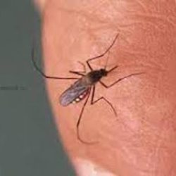Чем можно снять зуд от укуса комара?
