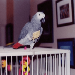 Попугай Жако: содержание в домашних условиях